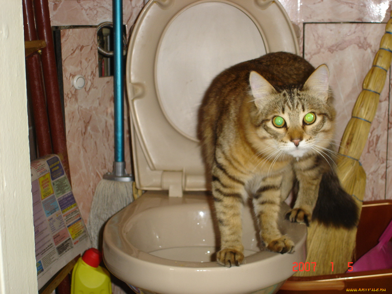 , the, cat, , 